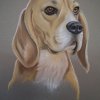 ein prämierter Beagle